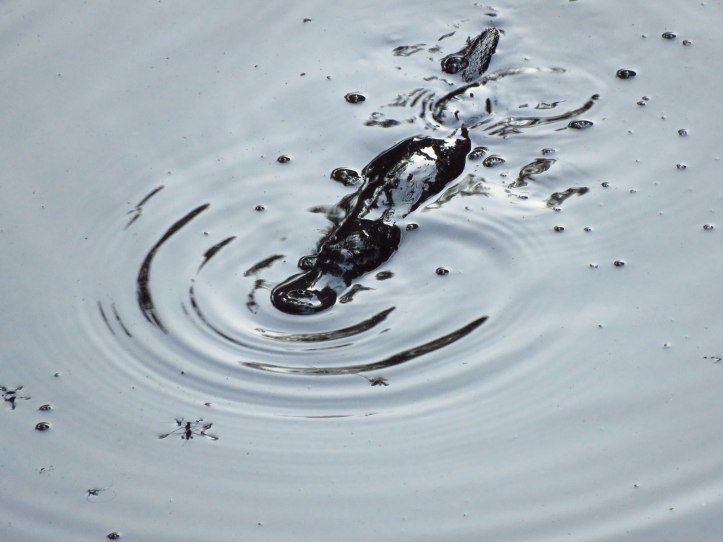 platypus2