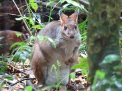 Wildlife tour - pademelon