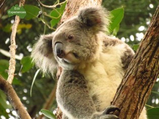 Koala at the Crystal Castle