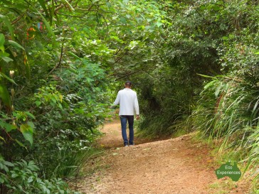 Crystal Castle rainforest walk