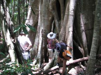 rainforest walk 2