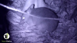 Long-nosed bandicoot (Perameles nasuta)