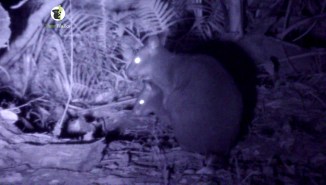 red-legged pademelon (Thylogale stigmatica)