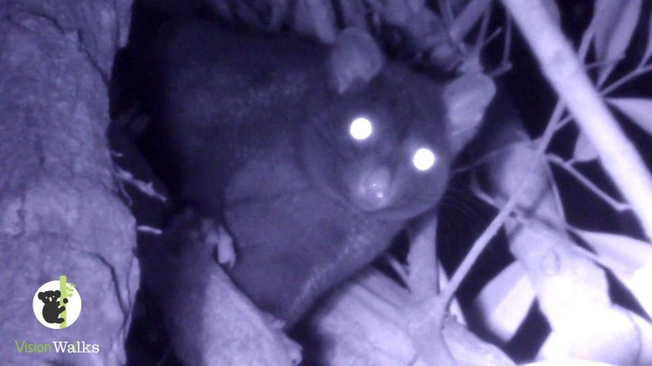 short-eared possum (Trichosurus caninus)
