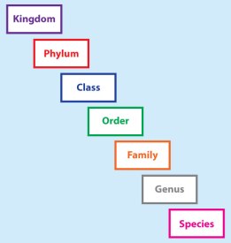 taxonomy
