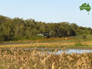 Bird watching hide