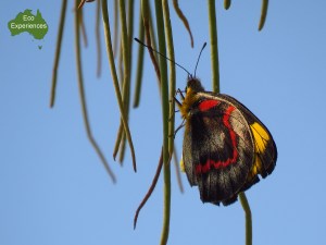 Black Jezebel butterfly (Delias nigrina)