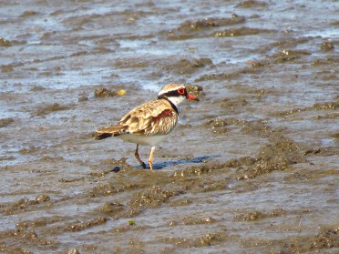 Black-fronted dotterel (Elseyornis melanops)