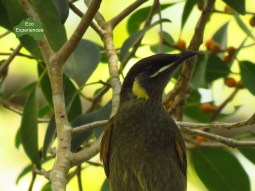 lewins honeyeater