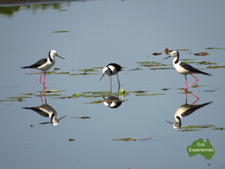 Black Winged Stilts (Himantopus himantopus)