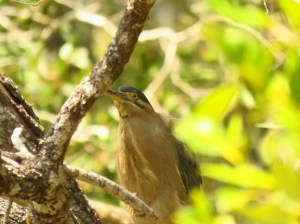 striated heron