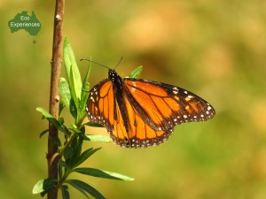 Wander butterfly (danaus plexippus).