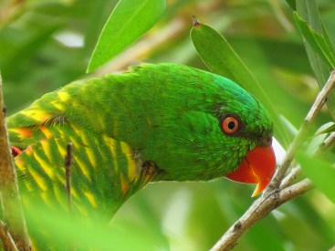 Scaly Breasted Lorikeet
