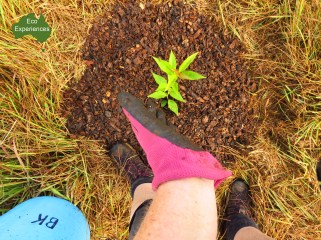bangalow tree planting2