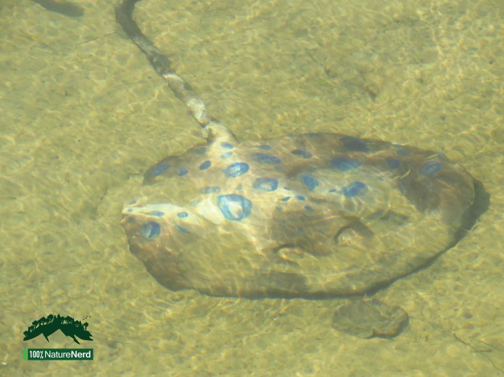 Brunswick Nature Sculpture Walk