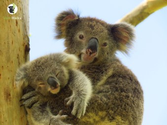 koala with joey