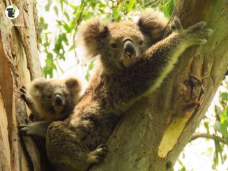 Koala with joey