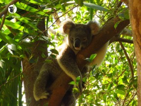 koala2