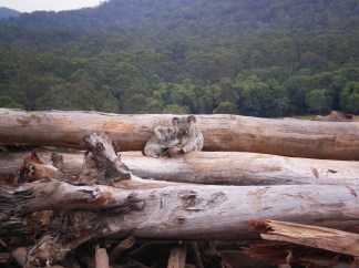 koalas-deforestation